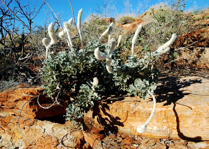 Australian Desert Plants Amaranthaceae